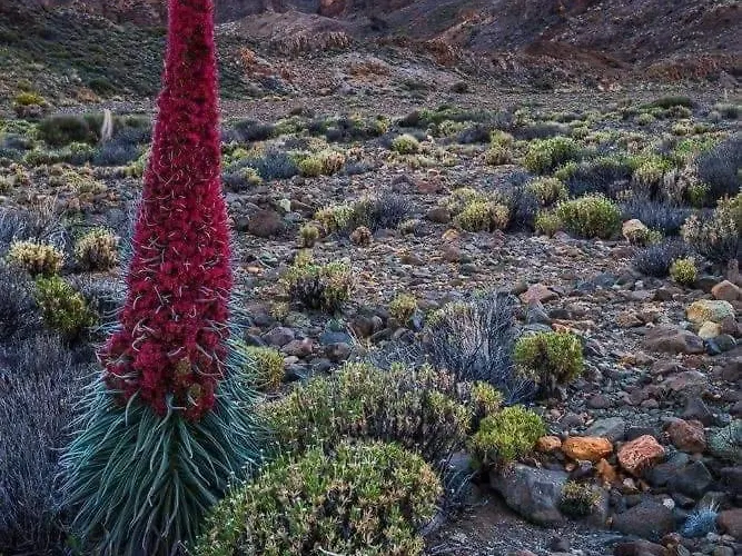 Dulce Maikel 度假居 格拉纳迪利亚-德阿沃纳
