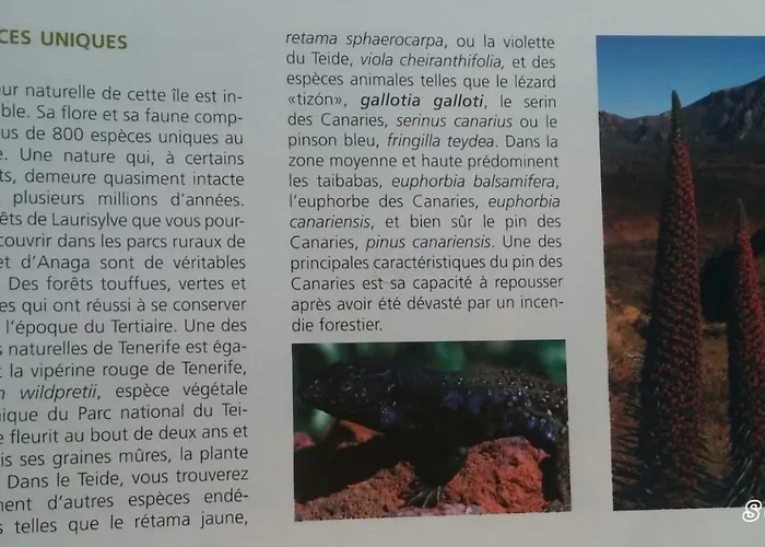 Dulce Maikel Semesterbostad