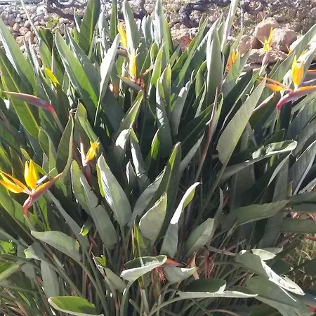 Dom wakacyjny Dulce Maikel *