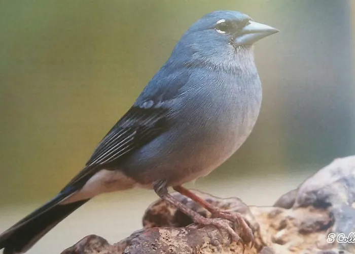 Dulce Maikel 그라나딜라데아보나